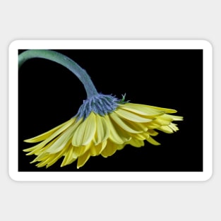 Yellow Gerbera Daisy Sticker